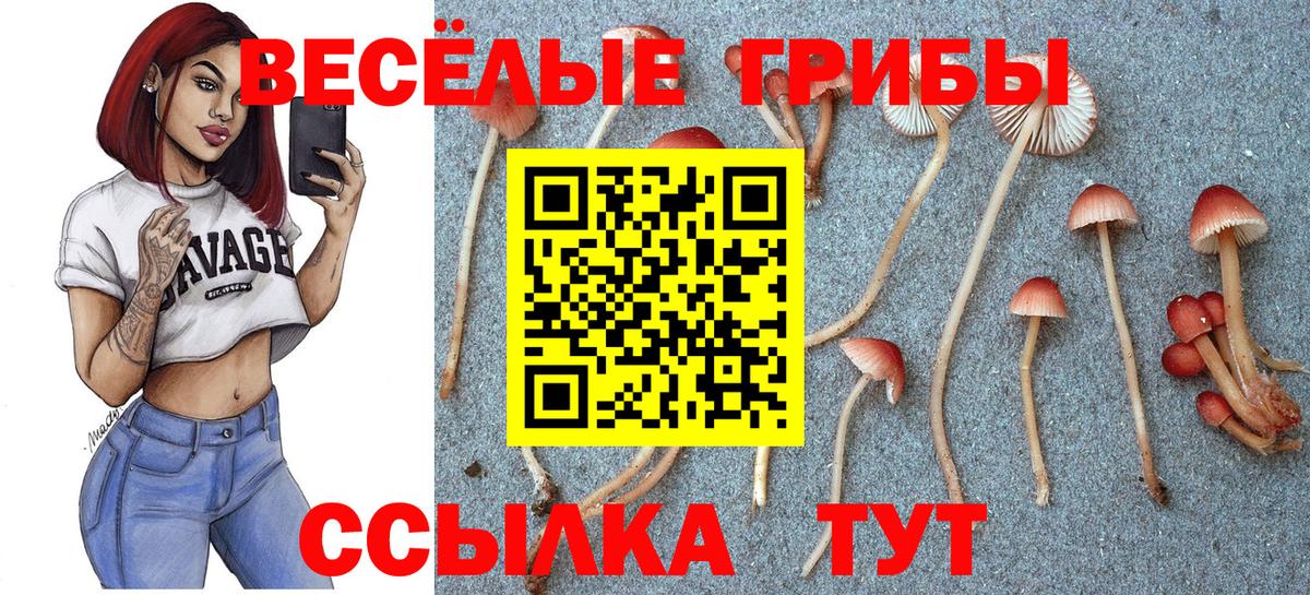 Псилоцибиновые грибы Psilocybe Ярославль